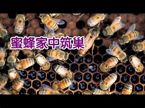 蜜蜂 風水|【蜜蜂到家裡築巢】蜜蜂到家裡築巢：徵兆、吉凶禍福。